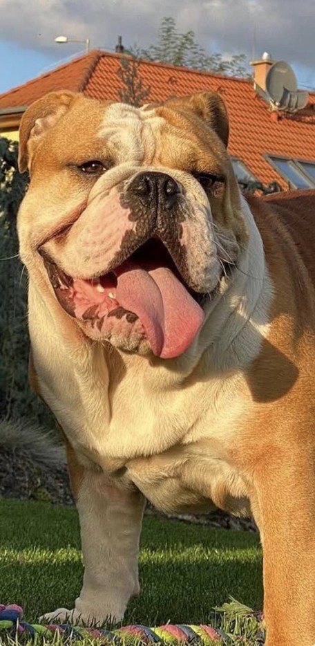 LiLO anglický bulldog